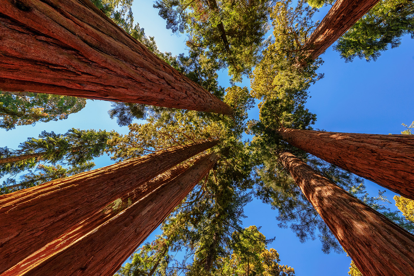 Sequoia National Park